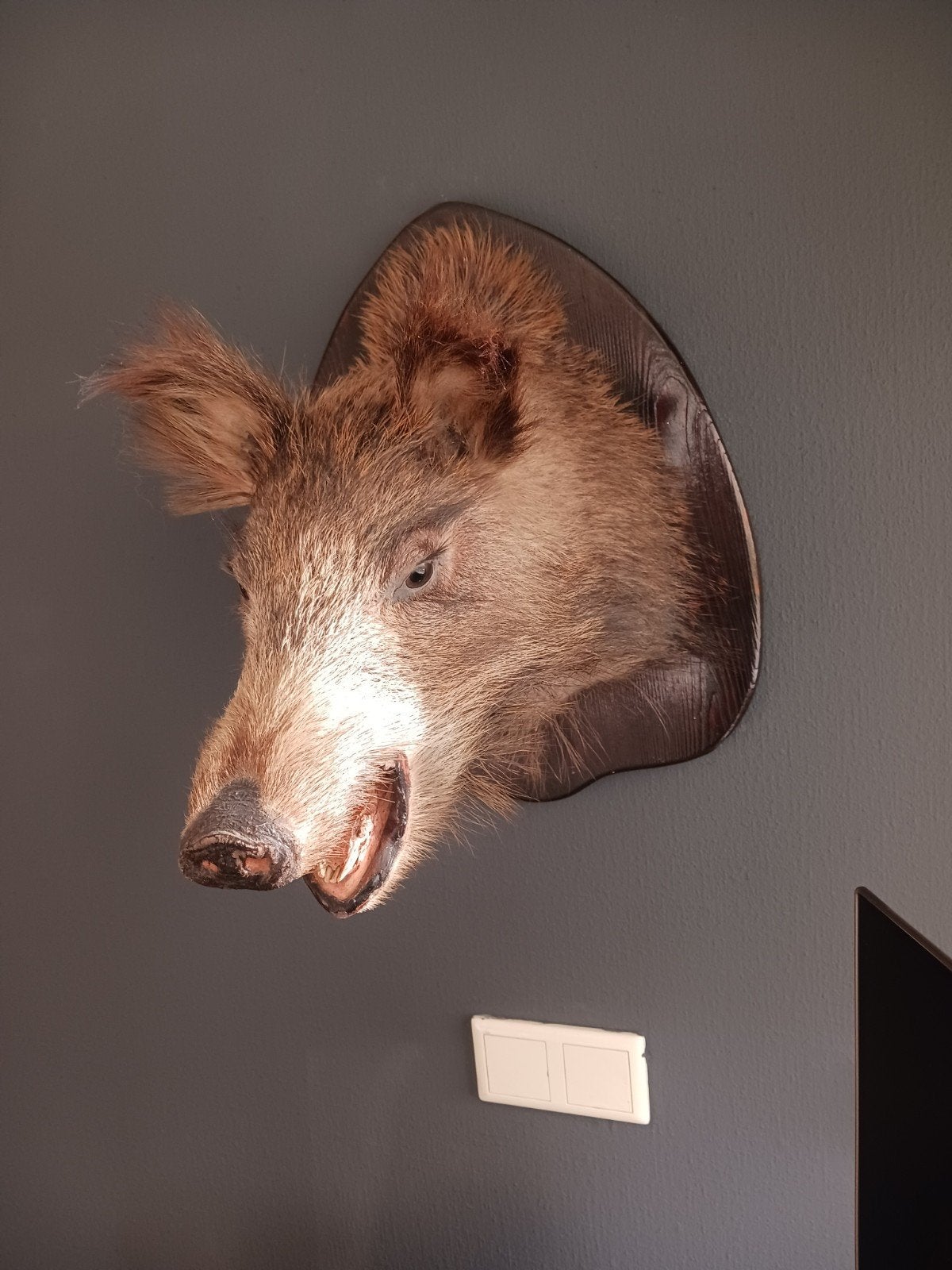 Mooi klein zwijn in goede staat, Ophalen of Verzenden, Zo goed als nieuw