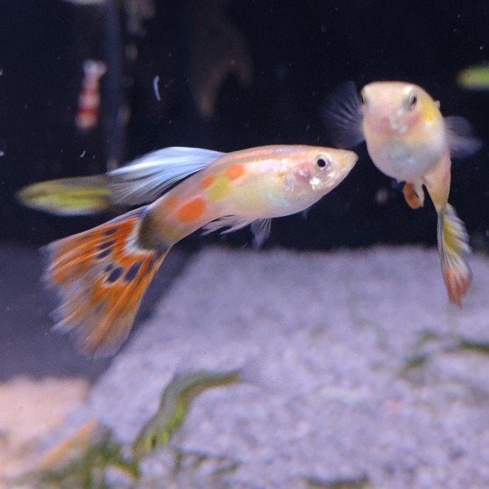 lebistes reticulatus, Vis