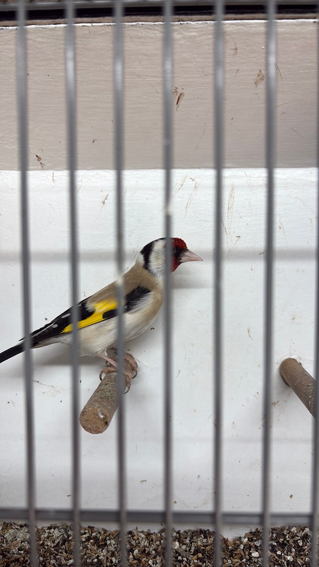 Eumo man majoor, Dieren en Toebehoren, Mannelijk, Wildzangvogel