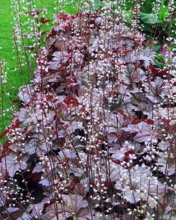 Heuchera, Tuin en Terras, Vaste plant, Halfschaduw, Zomer, Ophalen