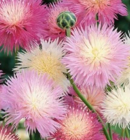 Zaden keizerskorenbloem mix - Centaurea moschata, Verzenden, Volle zon