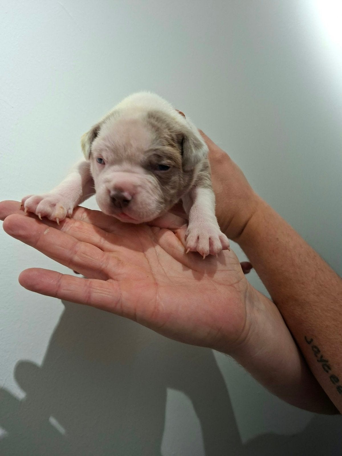 Amerikaanse Bulldog pups - Type Bully, Dieren en Toebehoren, Reu, 8 tot 15 weken, Bulldog, Meerdere