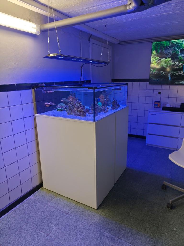 Zeeaquarium stekkebak, Dieren en Toebehoren, Ophalen of Verzenden