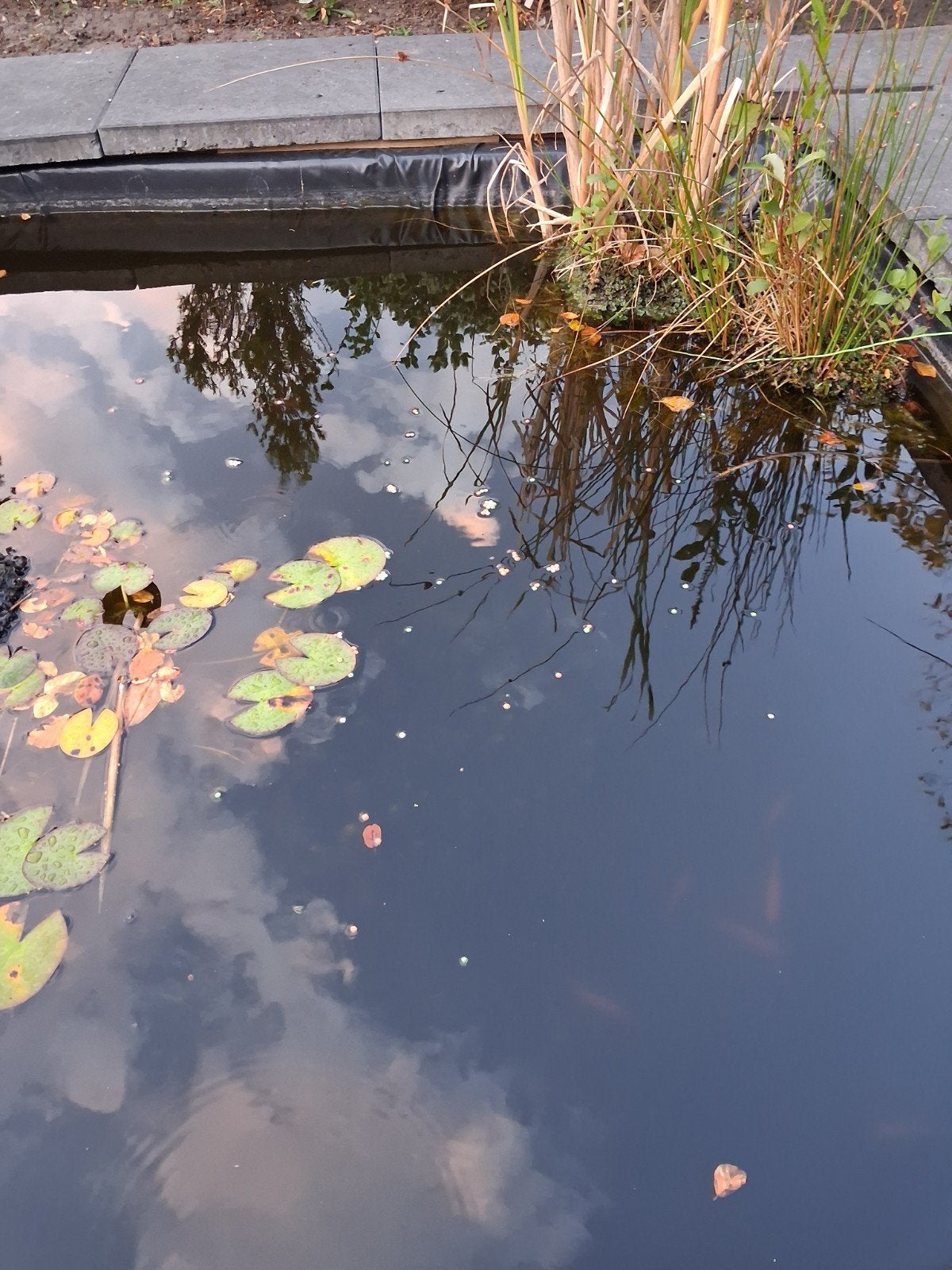 ongeveer 25 goudvissen en voer, kleine  oranje, Dieren en Toebehoren, Goudvis(sen)