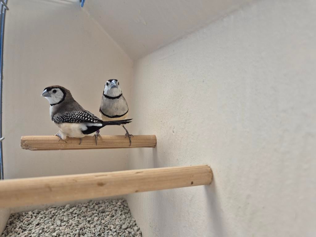 Verschillene koppels Bichenow astrildes, Meerdere dieren