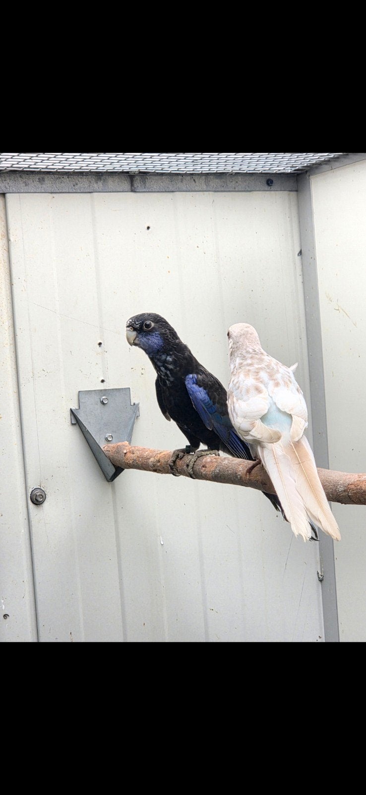 koppel rosella.s, Meerdere dieren, Parkiet, Geringd