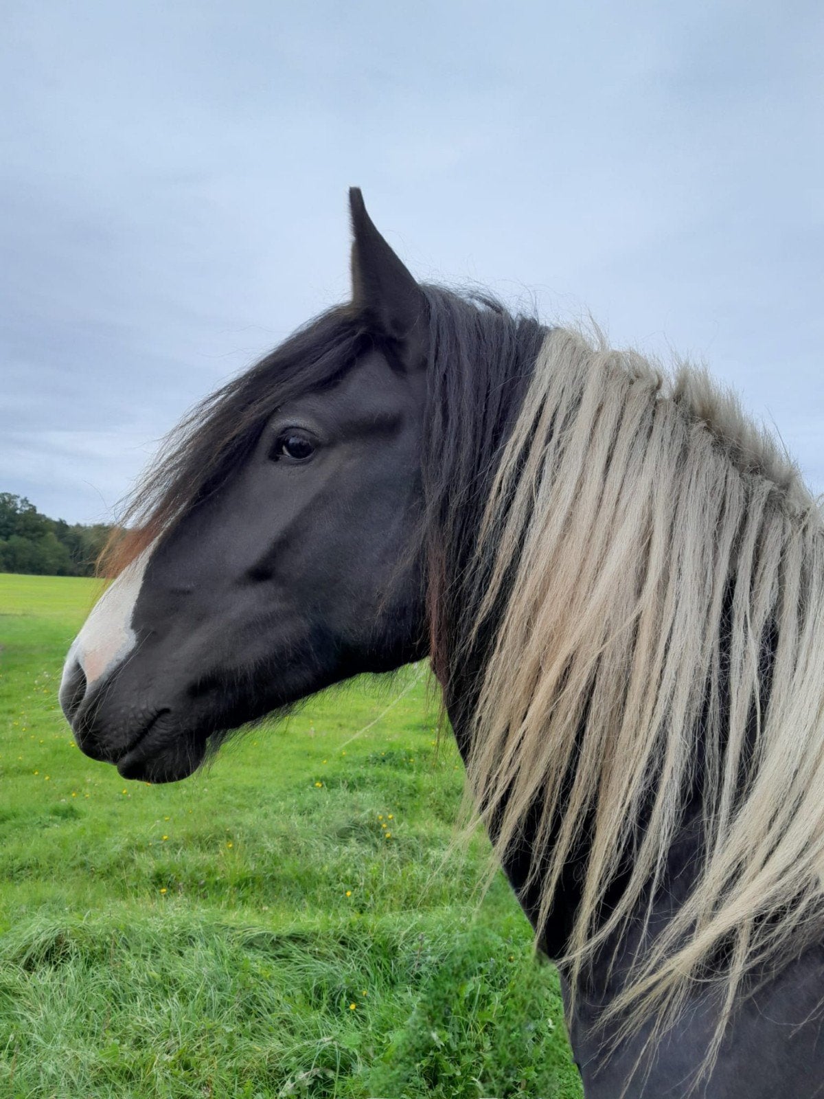 prachtige grote maat bonte tinker ruin 1,62+ 4,5 jaar, Ruin, 160 tot 165 cm, Recreatiepaard, 3 tot 6 jaar