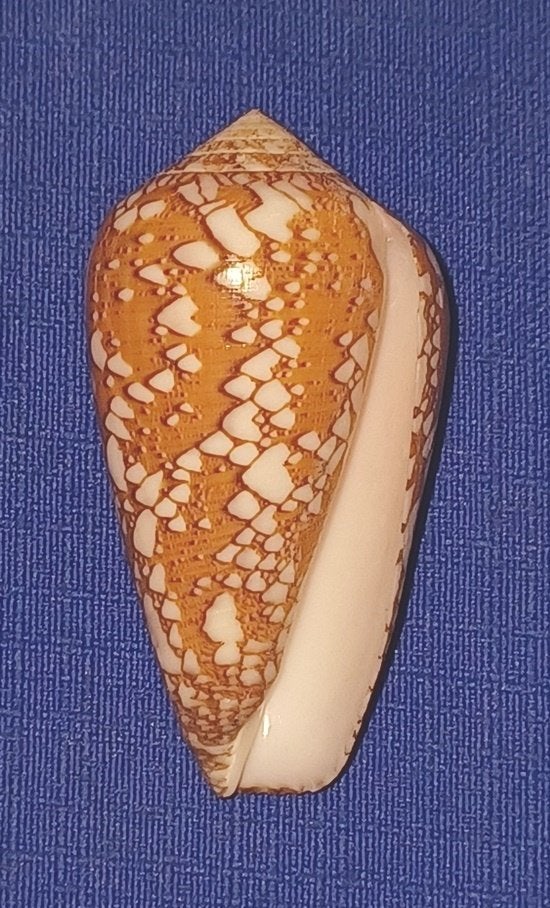 Schelpen, Conus behelokansis, Verzamelen, Ophalen of Verzenden, Schelp(en)