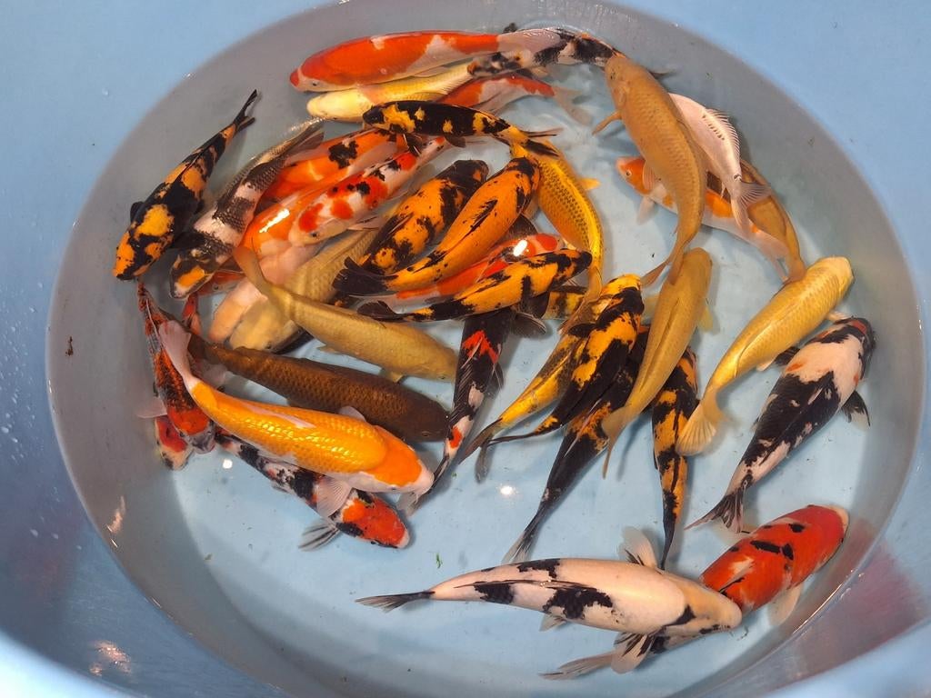 Hele mooie set 40x koi vissen( als set maar ook los te koop!, Karper of Koi