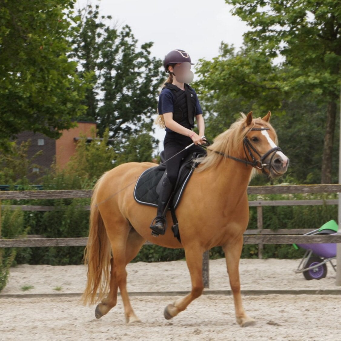 Verzorg pony/paard gezocht., Ophalen of Verzenden