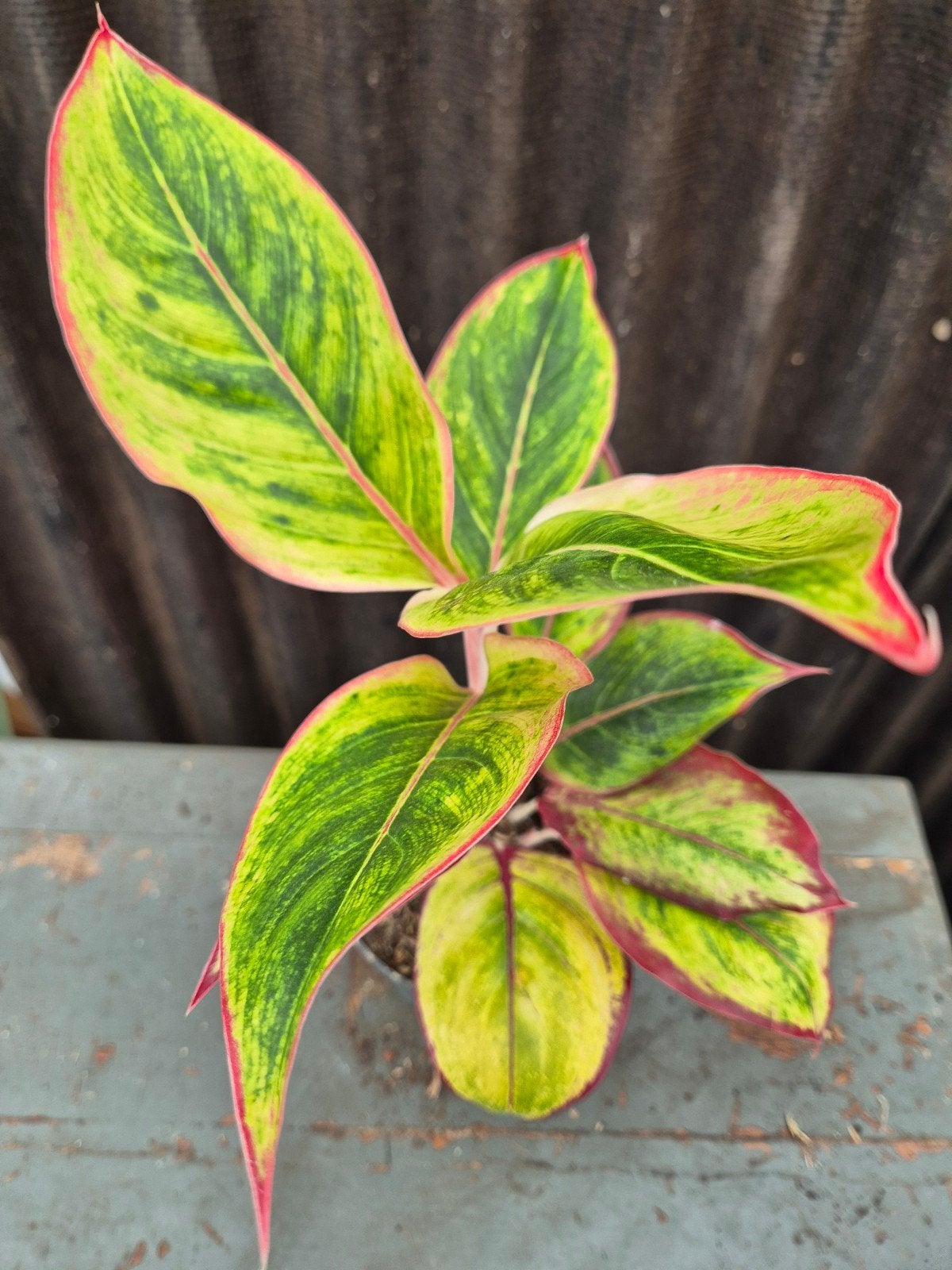Aglaonema p12 (3)