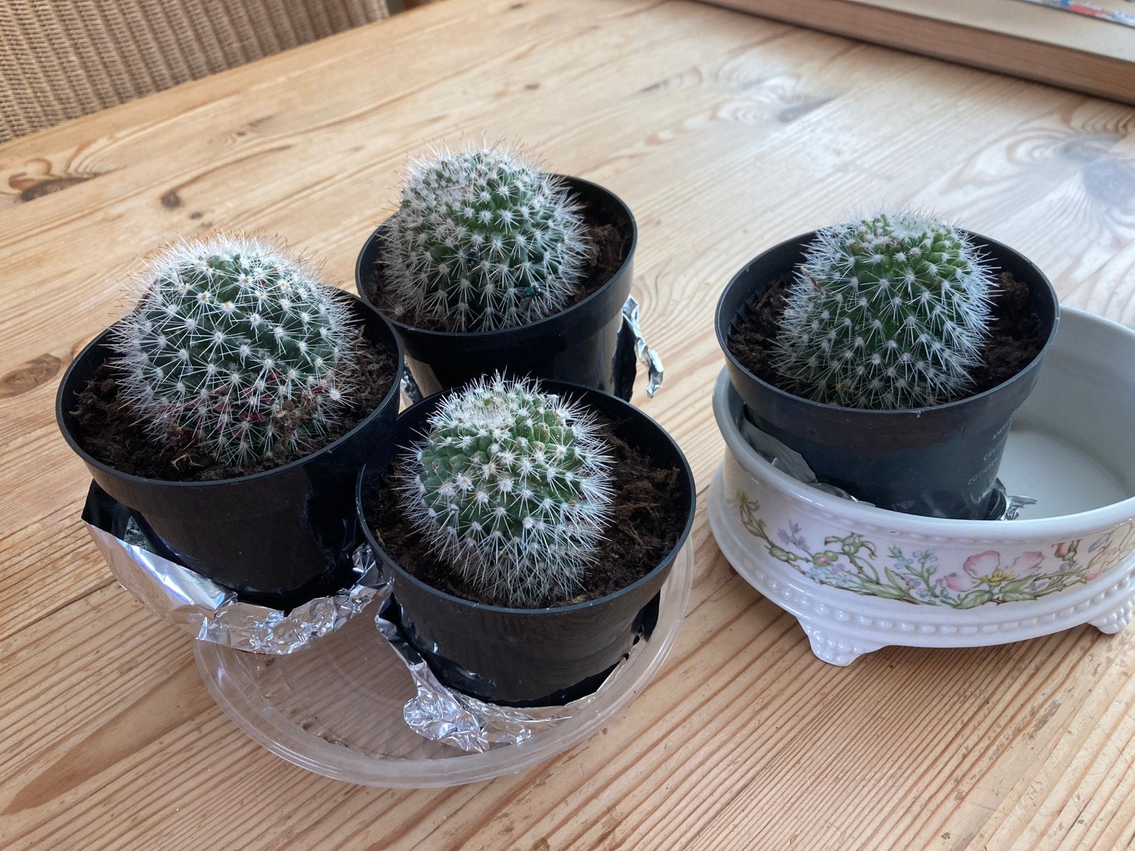 4 stekken van deze bloeiende cactus,, Ophalen, Nieuw