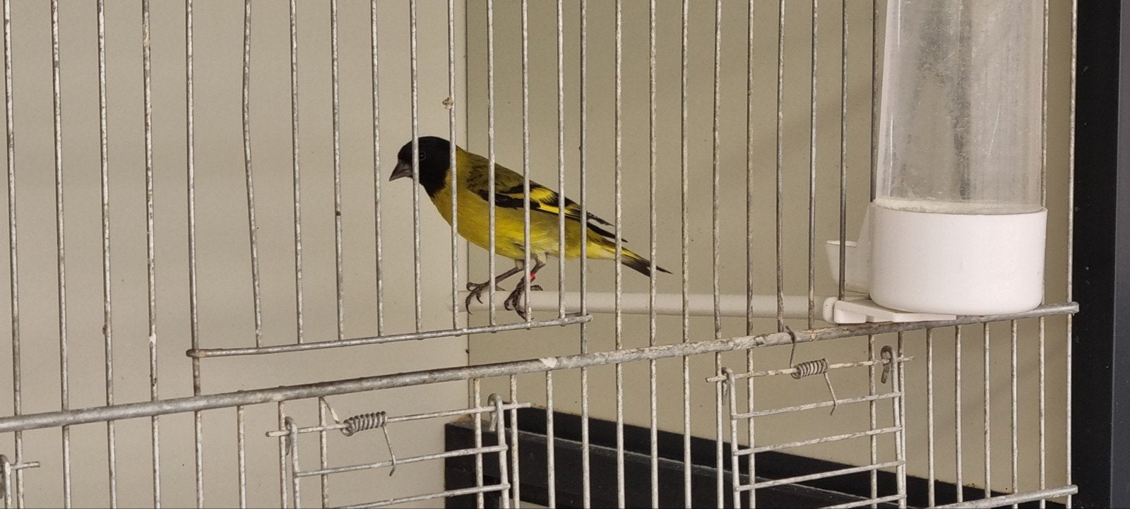 Zwartkop sijs man, Dieren en Toebehoren, Vogels | Overige Vogels, Mannelijk, Tropenvogel, Geringd