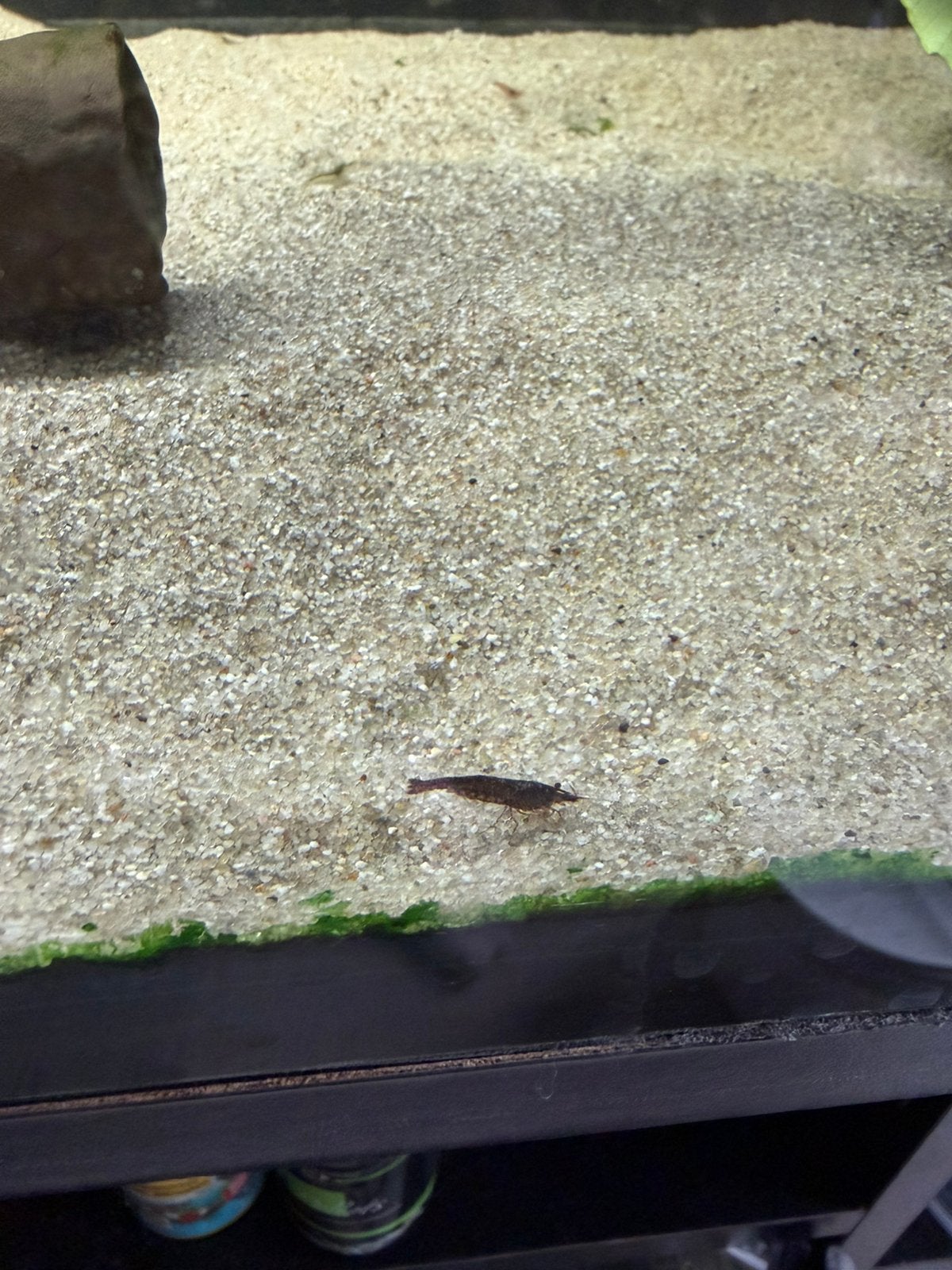 Kweekgroep garnalen, Kreeft, Krab of Garnaal, Zoetwatervis