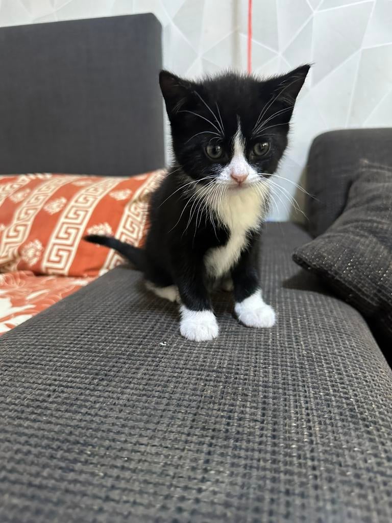 Kitten, Dieren en Toebehoren, Knaagdieren, Hamster, Maart, Vrouwelijk, Tam