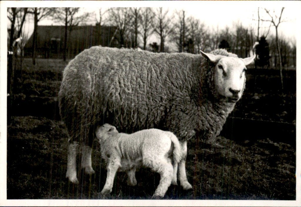 Schaap met lam, Ophalen of Verzenden, 1940 tot 1960, Ongelopen, Zuid-Holland