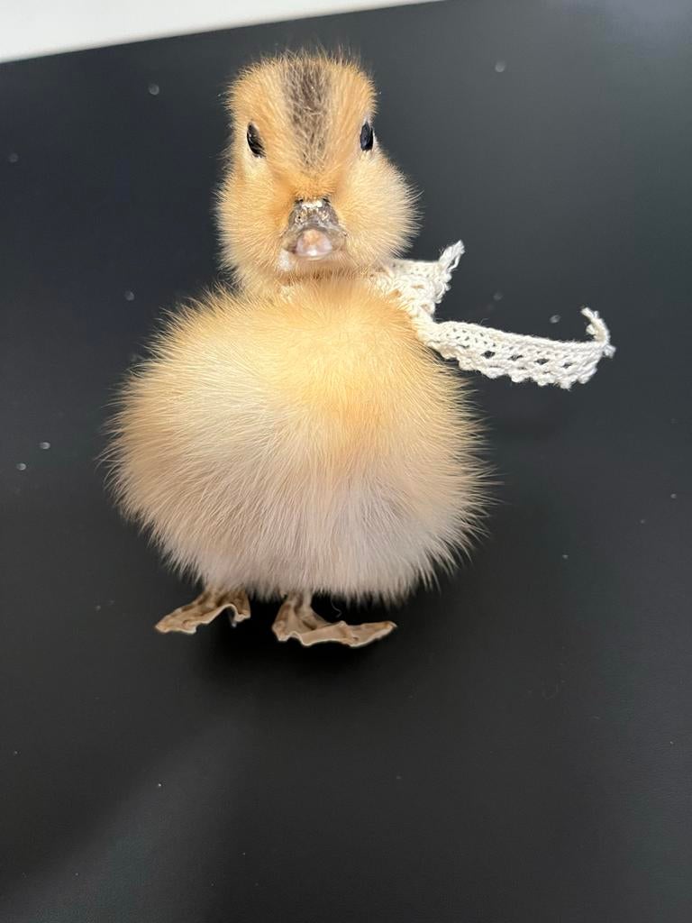 Uniek opgezet kuikentje met strikje, Verzamelen, Dierenverzamelingen, Ophalen of Verzenden, Zo goed als nieuw, Vogel, Opgezet dier