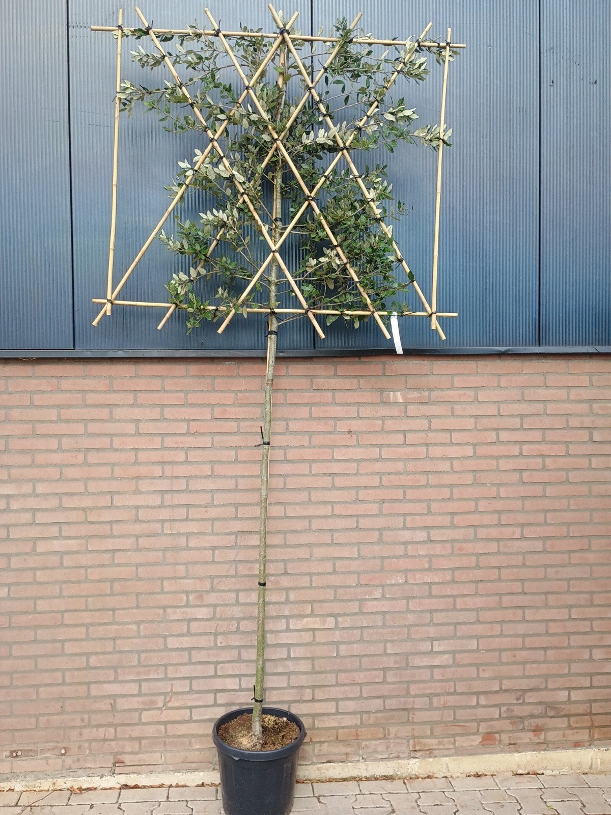 Quercus Ilex (Steeneik Leiboom) stamhoogte 180 cm, Tuin en Terras, Bloeit niet, Leiboom, 100 tot 250 cm, Ophalen