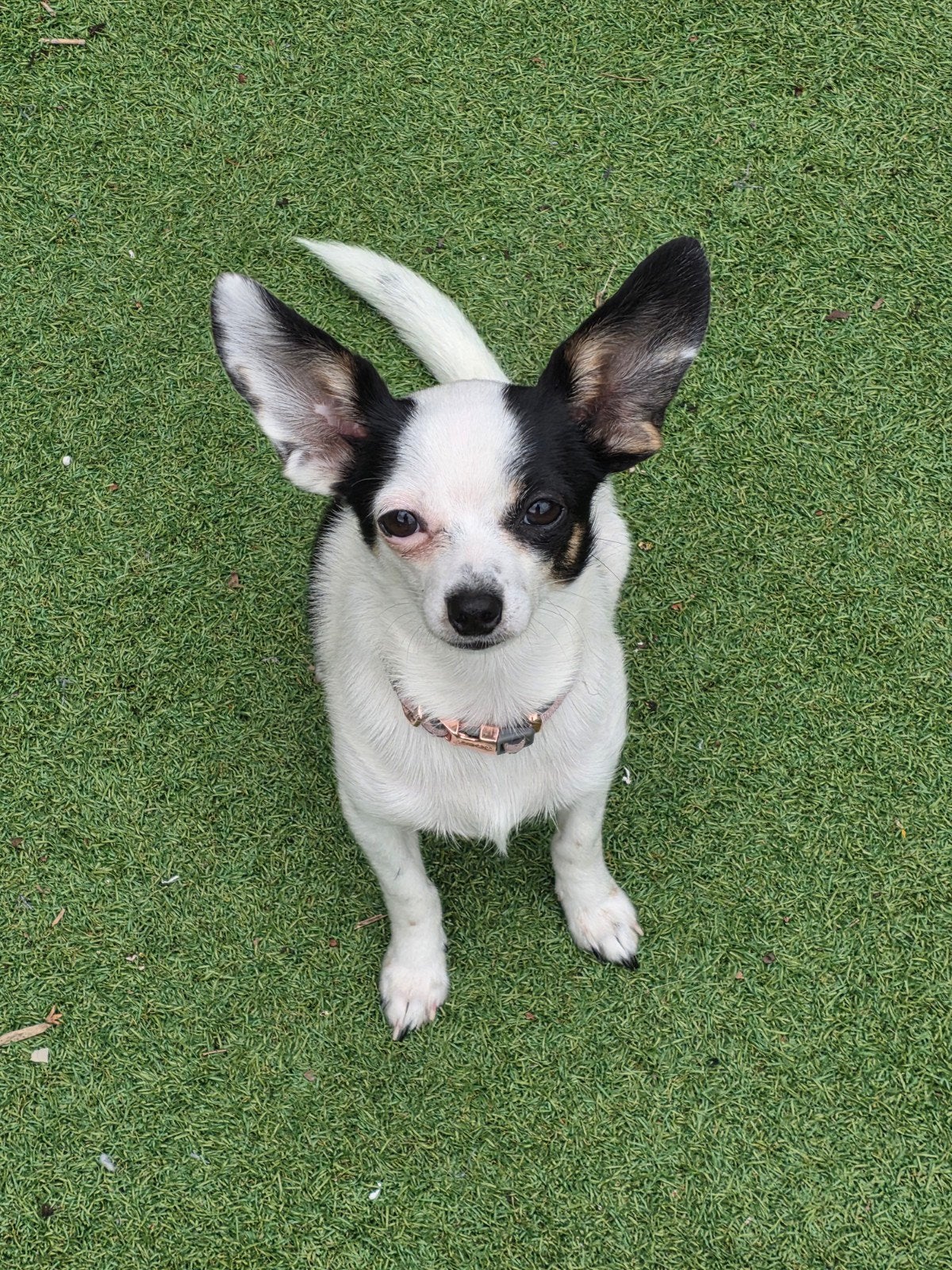 kruising chihuahua meisje van net 1 jaar zoekt gouden mandje, Dieren en Toebehoren, 1 tot 2 jaar, Teef, Eén hond, Chihuahua