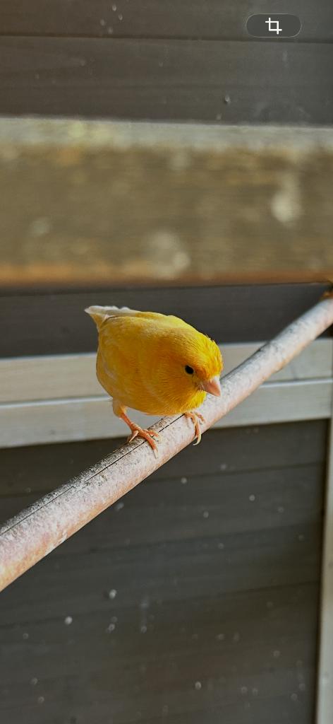 Kanarie man, Dieren en Toebehoren, Mannelijk, Kleurkanarie