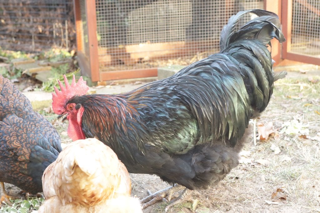 haan, Dieren en Toebehoren, Pluimvee, Kip, Mannelijk
