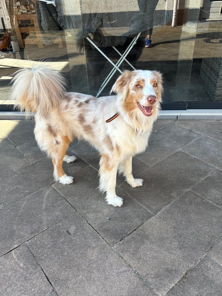Australian shepherd, Dieren en Toebehoren, Honden | Herdershonden en Veedrijvers, Overige rassen, 1 tot 2 jaar, Teef, Eén hond