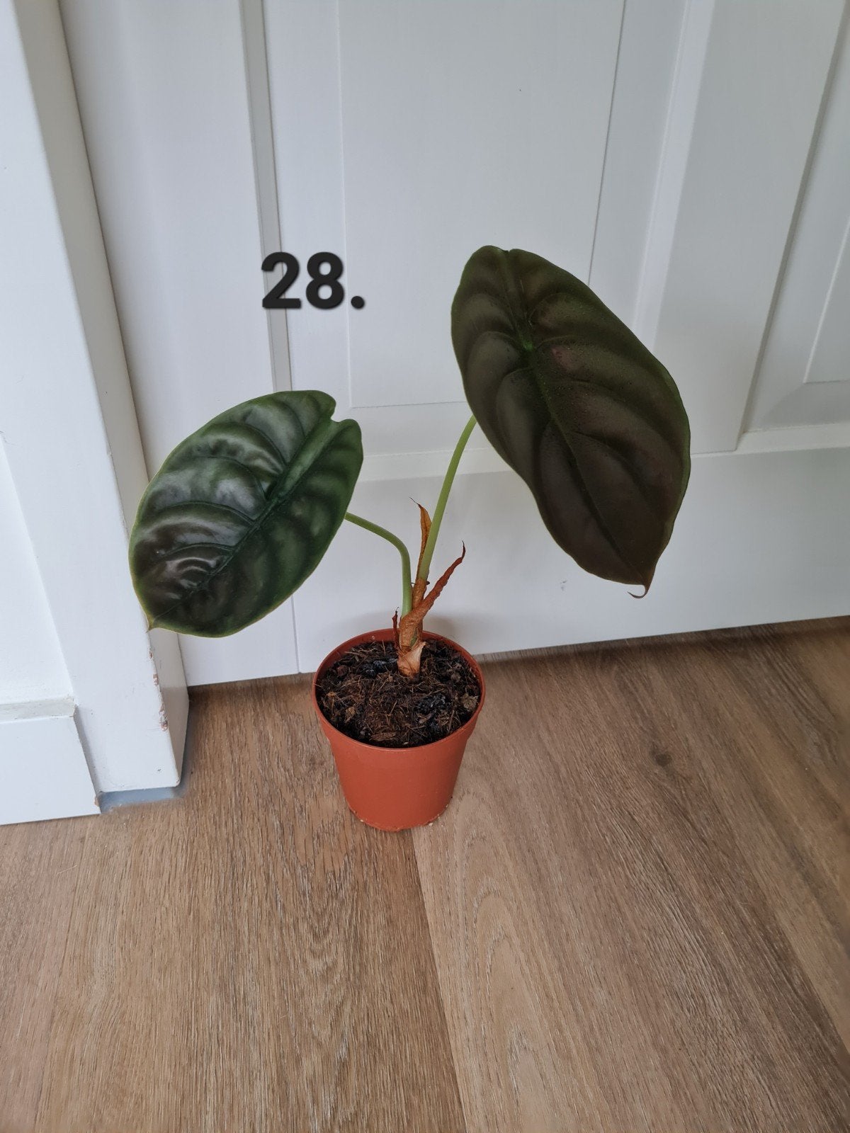Alocasia cuprea, kamerplant, Huis en Inrichting, Kamerplanten, Ophalen of Verzenden, Halfschaduw, Minder dan 100 cm
