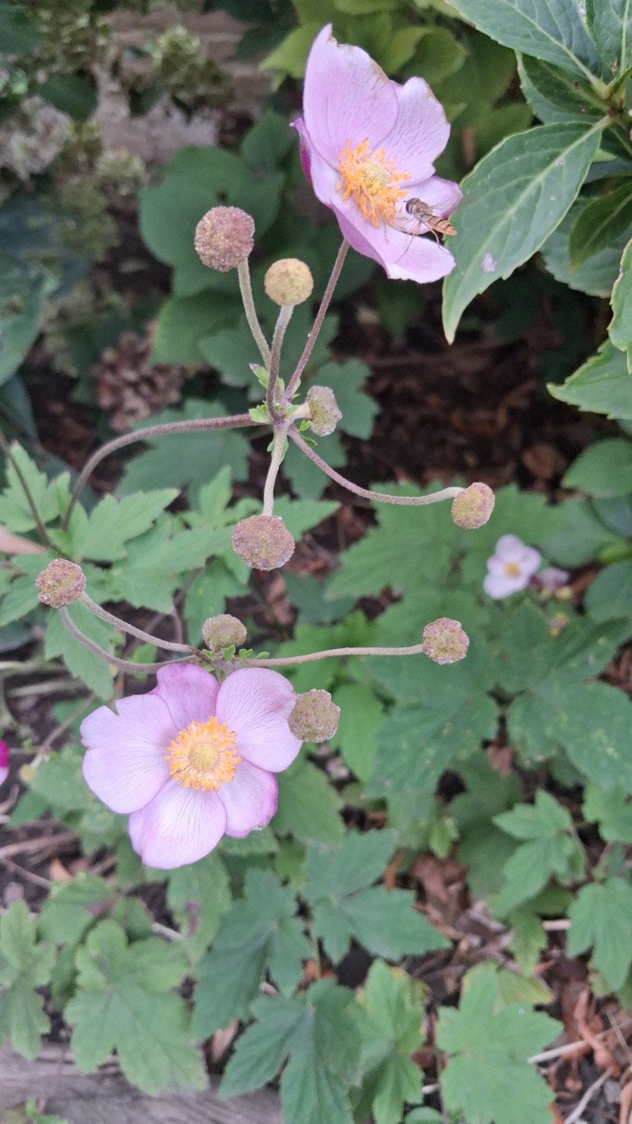 Japanse anemoon herfstanemoon tuinplant, Ophalen, Halfschaduw