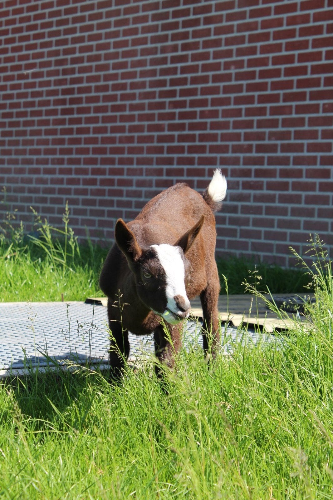 Te koop hoornloze bok, Dieren en Toebehoren, Mannelijk, Geit, 0 tot 2 jaar