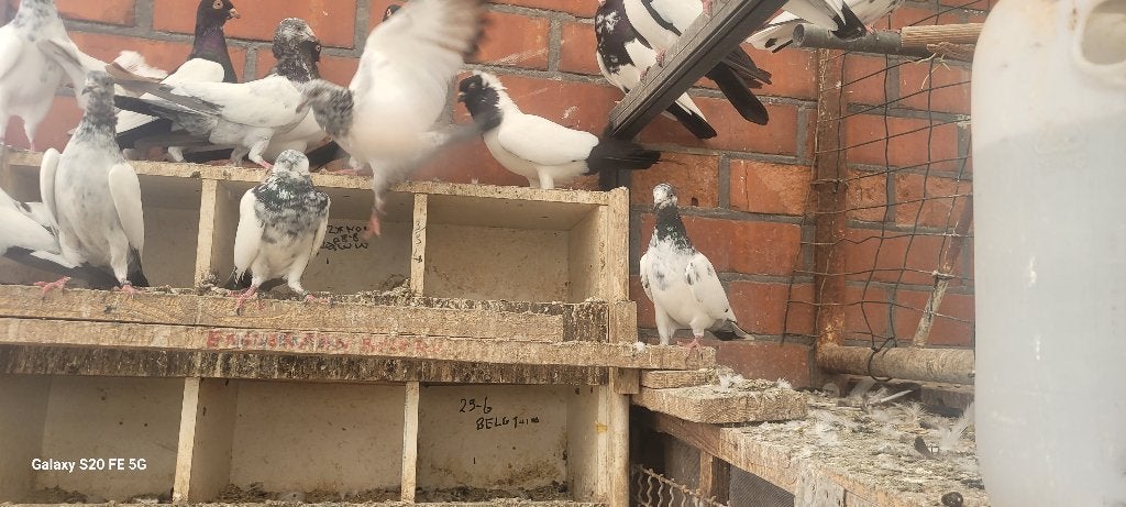 Duiven, Meerdere dieren, Overige soorten