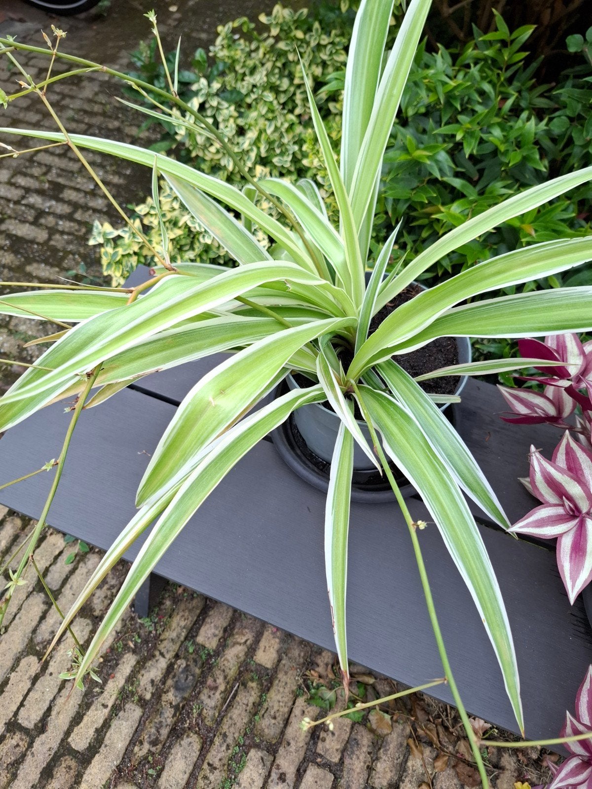 Graslelie  plant 50x40 cm, Ophalen, Overige soorten, Volle zon