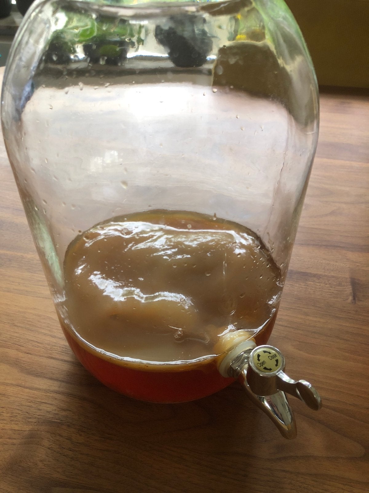 Scoby zwam / kombucha frisdrank, Ophalen