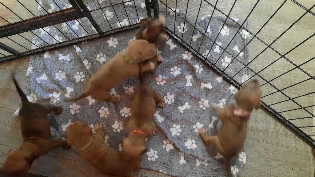 boerboel x amerikaanse stafford pups, Overige rassen, CDV (hondenziekte), 8 tot 15 weken, Meerdere