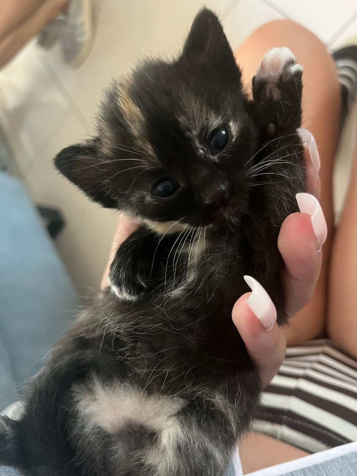 Kittens, Meerdere dieren
