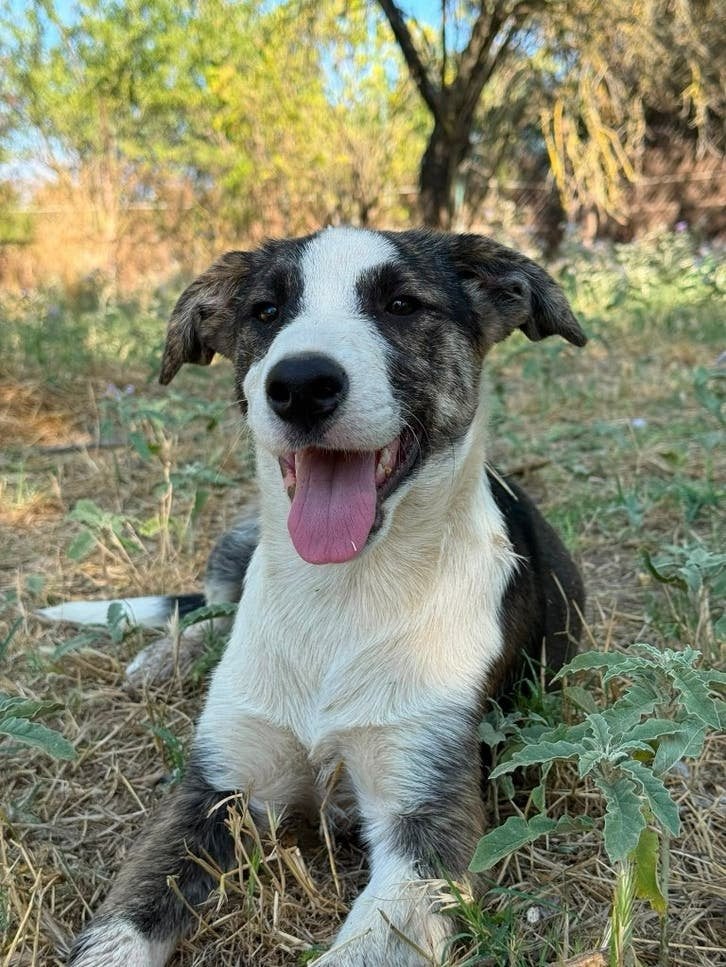 Nova – Een vrolijk meisje klaar voor haar eigen thuis, Dieren en Toebehoren, Honden | Niet-rashonden, Particulier, 8 tot 15 weken