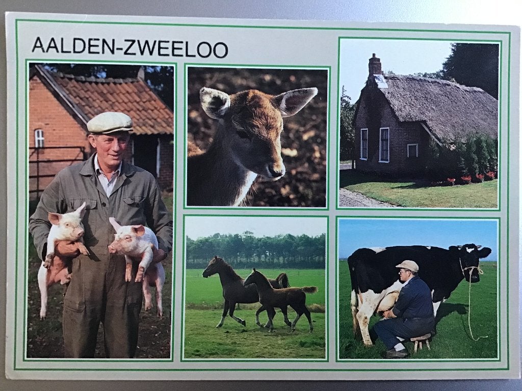 Oude ansicht Aalden-Zweeloo Drenthe - Boerderij, dieren 1996, Ophalen of Verzenden, 1980 tot heden, Gelopen, Drenthe