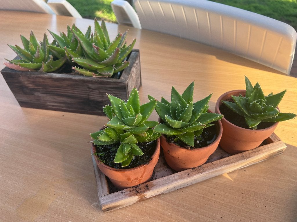 5 st Aloe vera  kamerplant in terra cotta en hout zie foto, Ophalen of Verzenden, Vetplant, Halfschaduw, Minder dan 100 cm