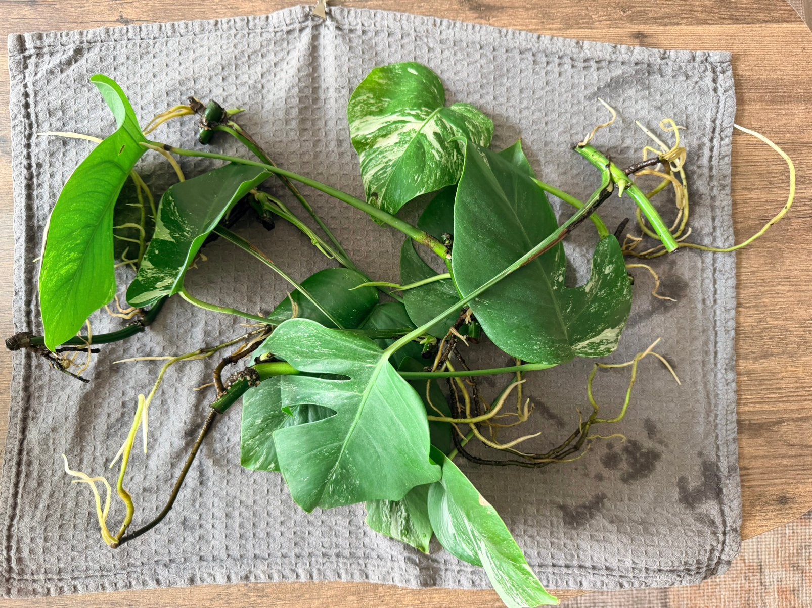 Monstera Deliciosa Variegata stekjes goed geworteld, Ophalen, Halfschaduw, Minder dan 100 cm