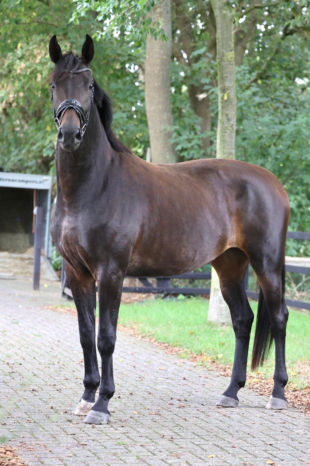 4-jarige So Unique merrie, Merrie, Dressuurpaard, Zadelmak, 3 tot 6 jaar