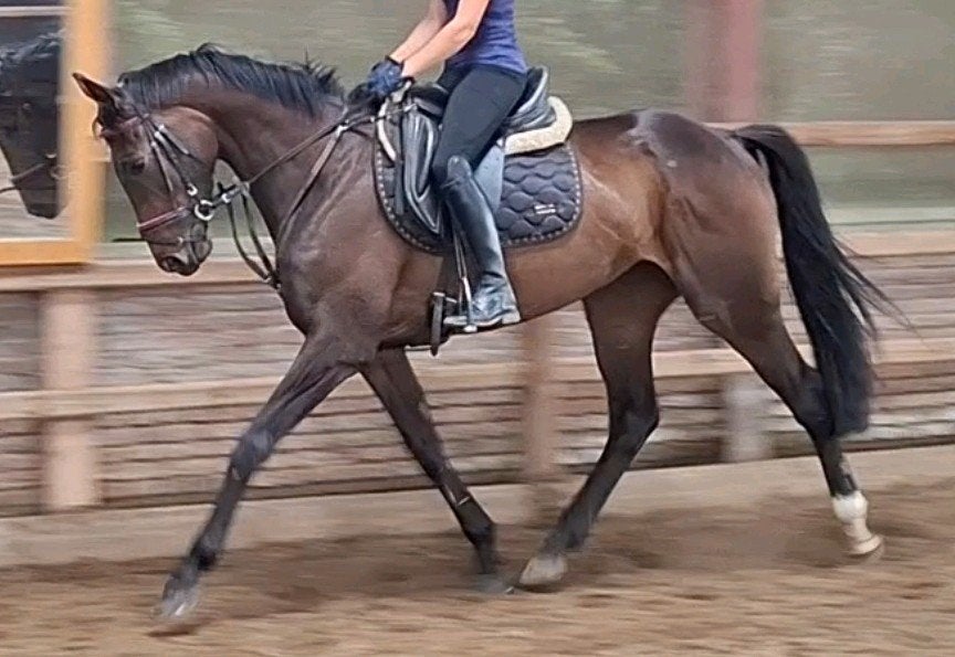 Brave talentvolle 5 jr allrounder 1,65(recr-manege-sport), Dieren en Toebehoren, Merrie, Recreatiepaard