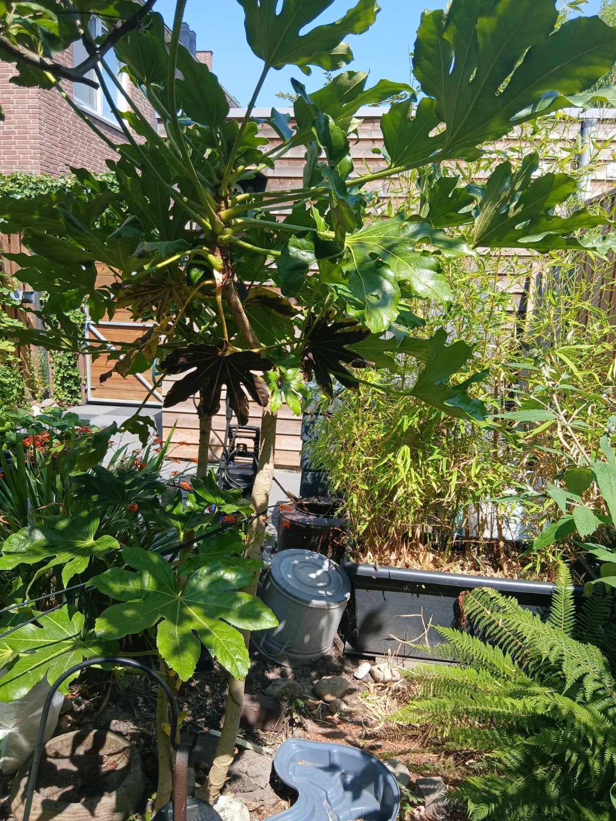Fatsia Japonica boom, ong. 1,70 hoog, groenblijvend en bloei, Tuin en Terras, Planten | Bomen, Ophalen of Verzenden, Halfschaduw