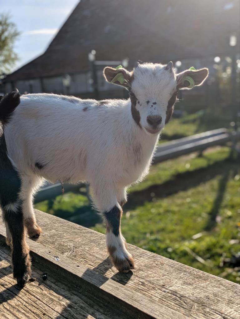 Dwergbokje, Mannelijk, Geit