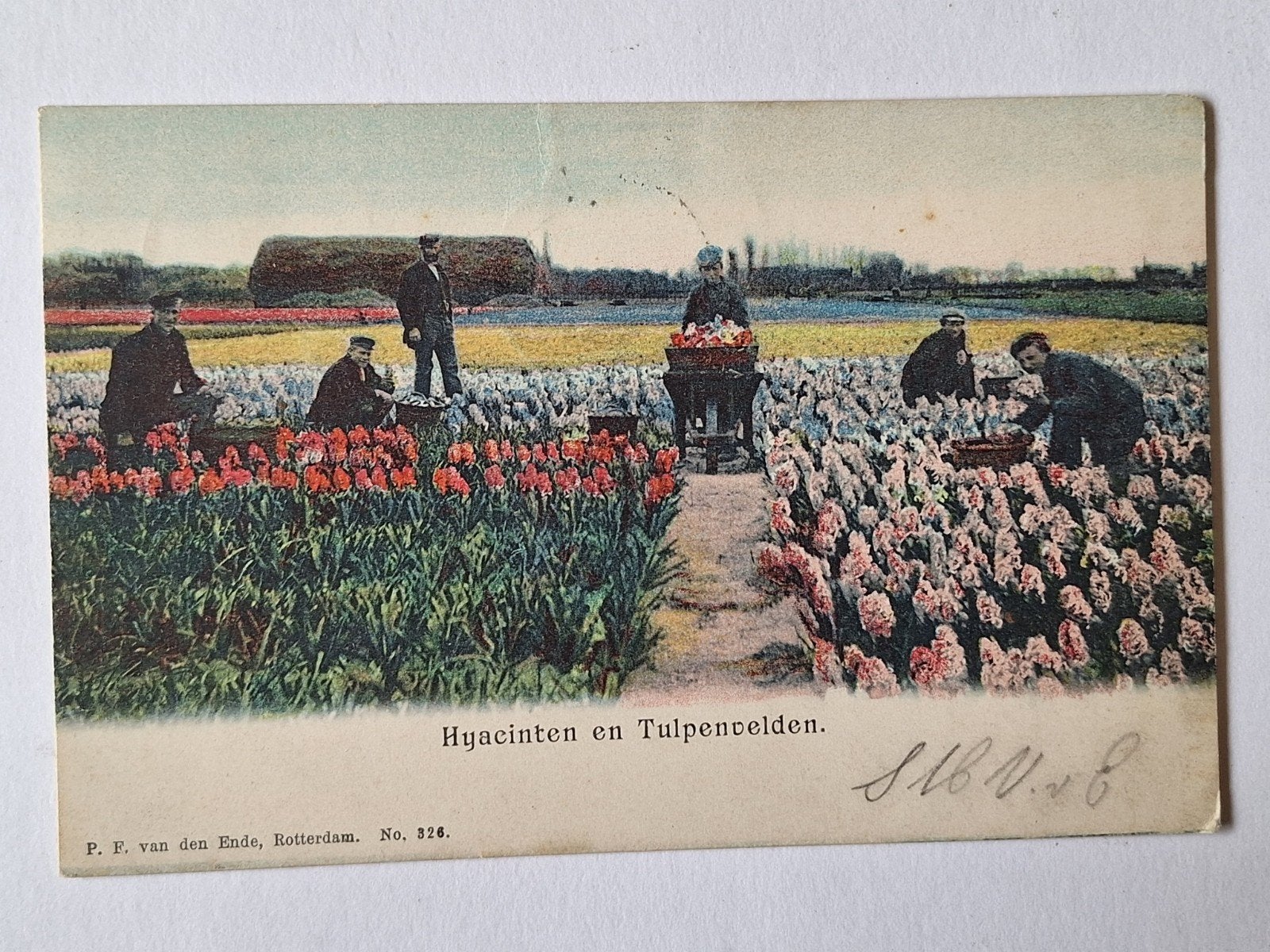 Hyacinten, Ophalen of Verzenden, Zuid-Holland