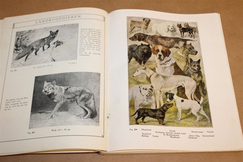 Dierkunde-Album — Vintage Schoolboek met Kleurenplaten 1930, Antiek en Kunst, Antiek | Boeken en Bijbels, Ophalen of Verzenden