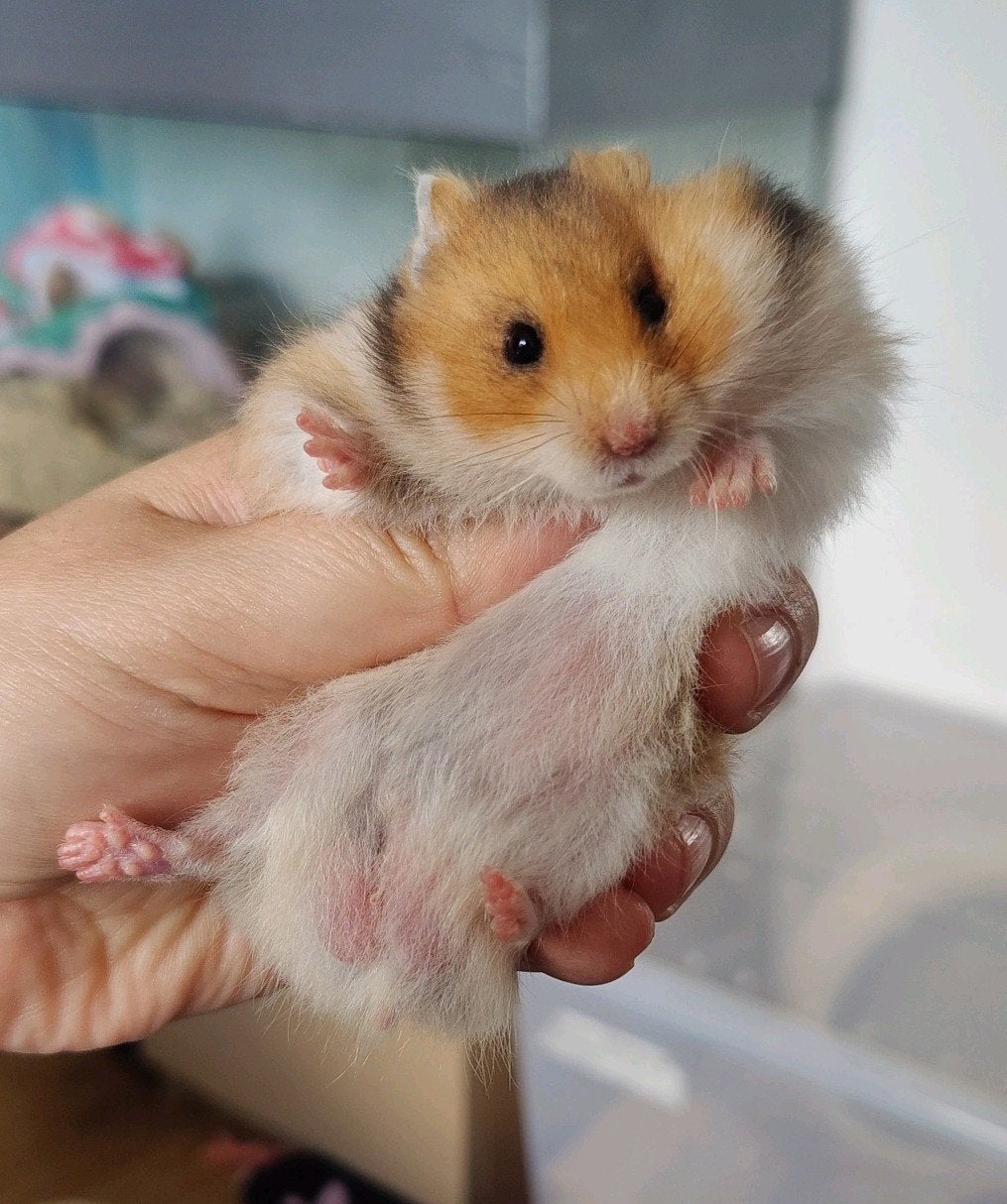 Jong Goud witband langhaar mannetje Syrische goudhamster, Dieren en Toebehoren, Knaagdieren, Hamster, Mannelijk, Mei, Tam