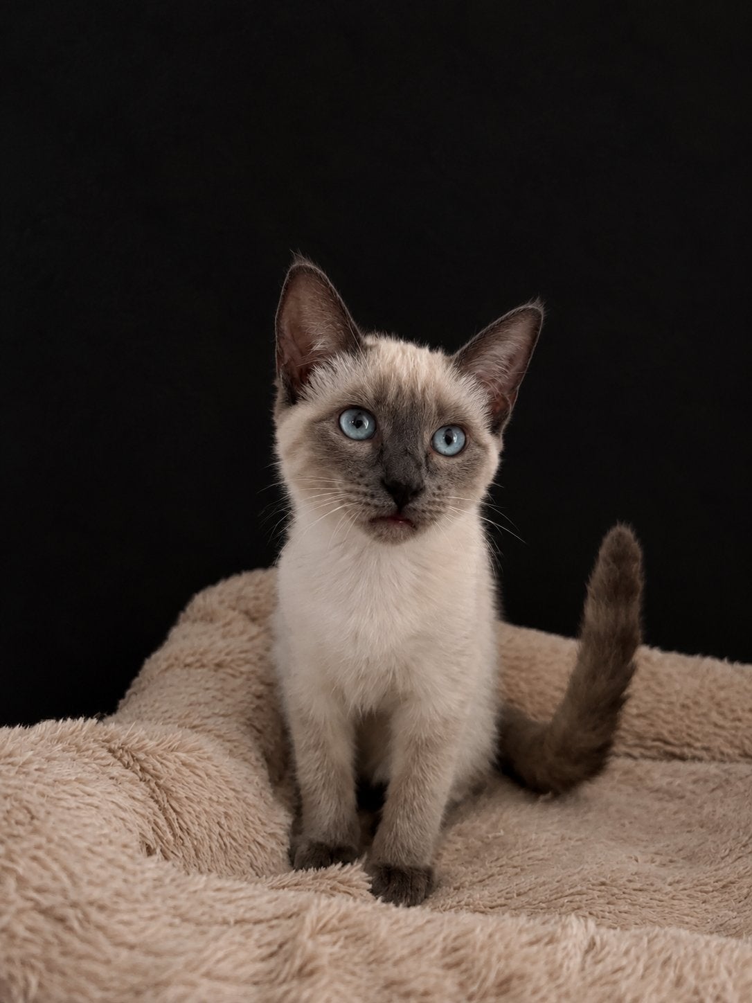 Ragdoll kitten, Kater, Ingeënt, 0 tot 2 jaar