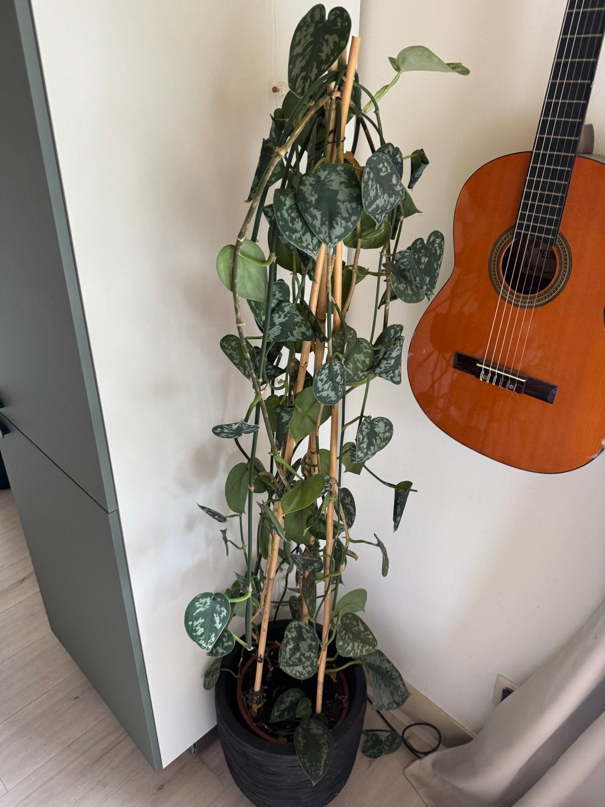 Grote kamerplant in pot - Scindapsus Pictus, 100 tot 150 cm, Overige soorten, In pot, Groene kamerplant
