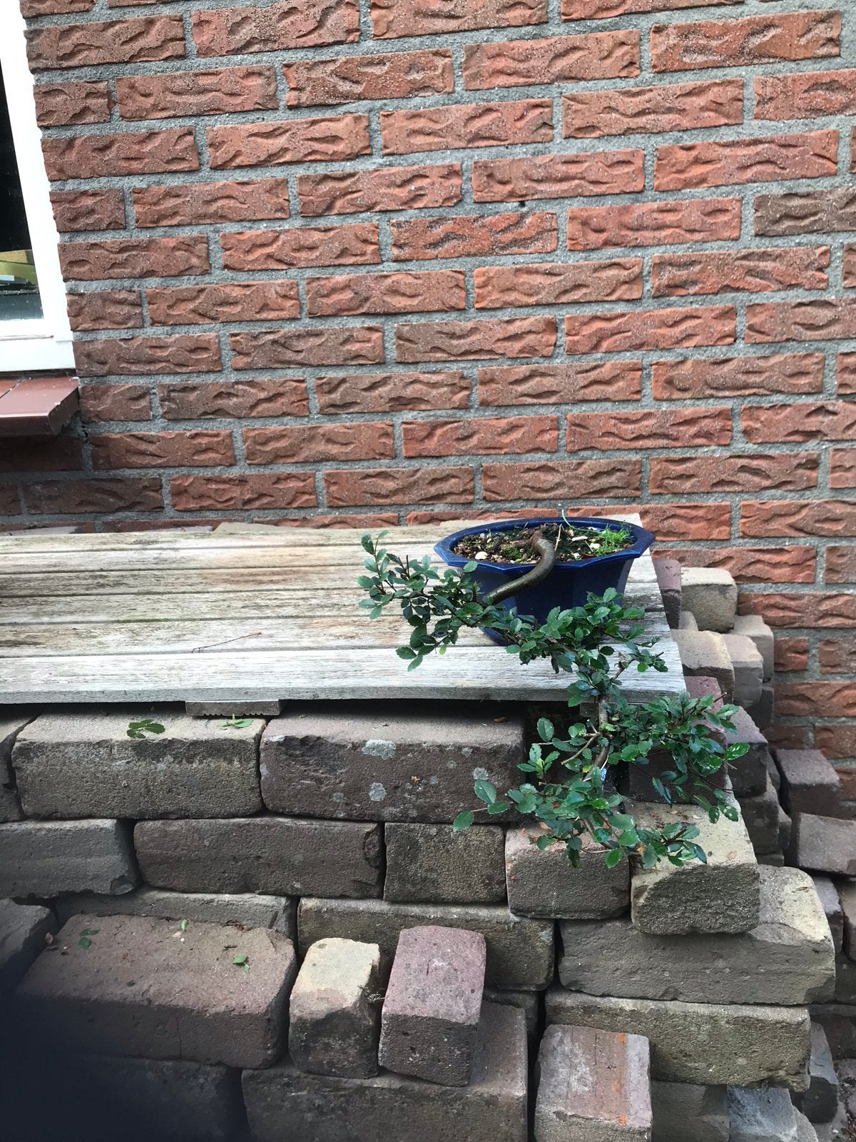 Bonsai zelkova, semi-cascade, Vaste plant, Bloeit niet, Halfschaduw, Ophalen
