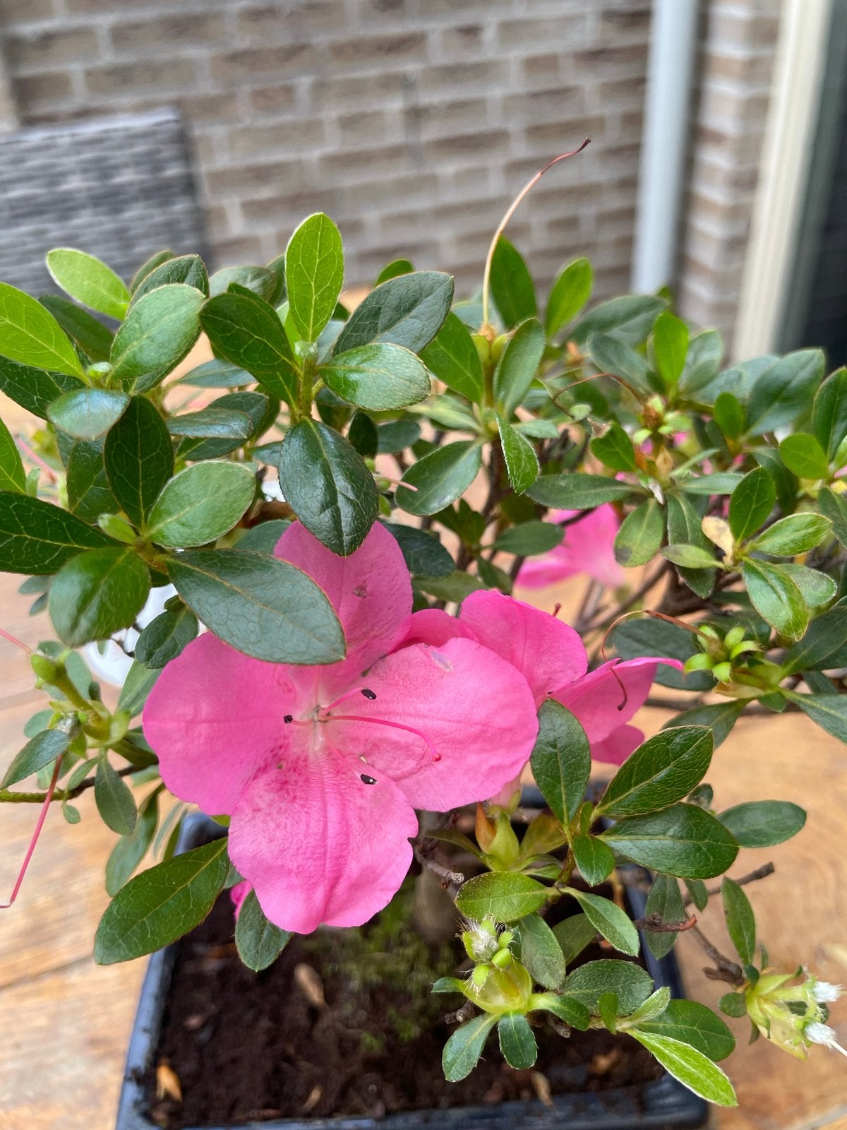 Azalea Bonsai - Prachtige Bloeiende Bonsai, Overige soorten, Vaste plant, Ophalen of Verzenden, Halfschaduw