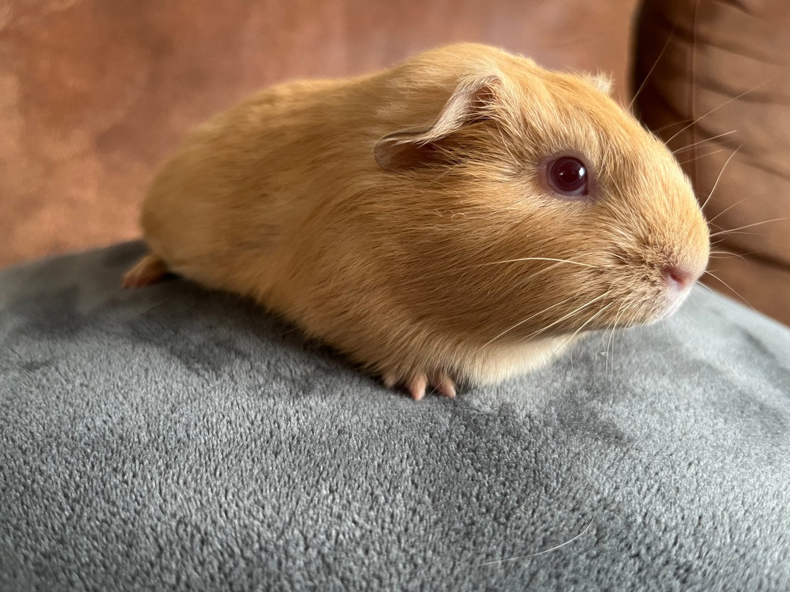 Prachtig jong cavia zeugje creme kleur, Dieren en Toebehoren, Cavia, Augustus, Vrouwelijk, Tam
